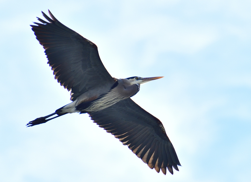 _ROY4308_00001.jpg
