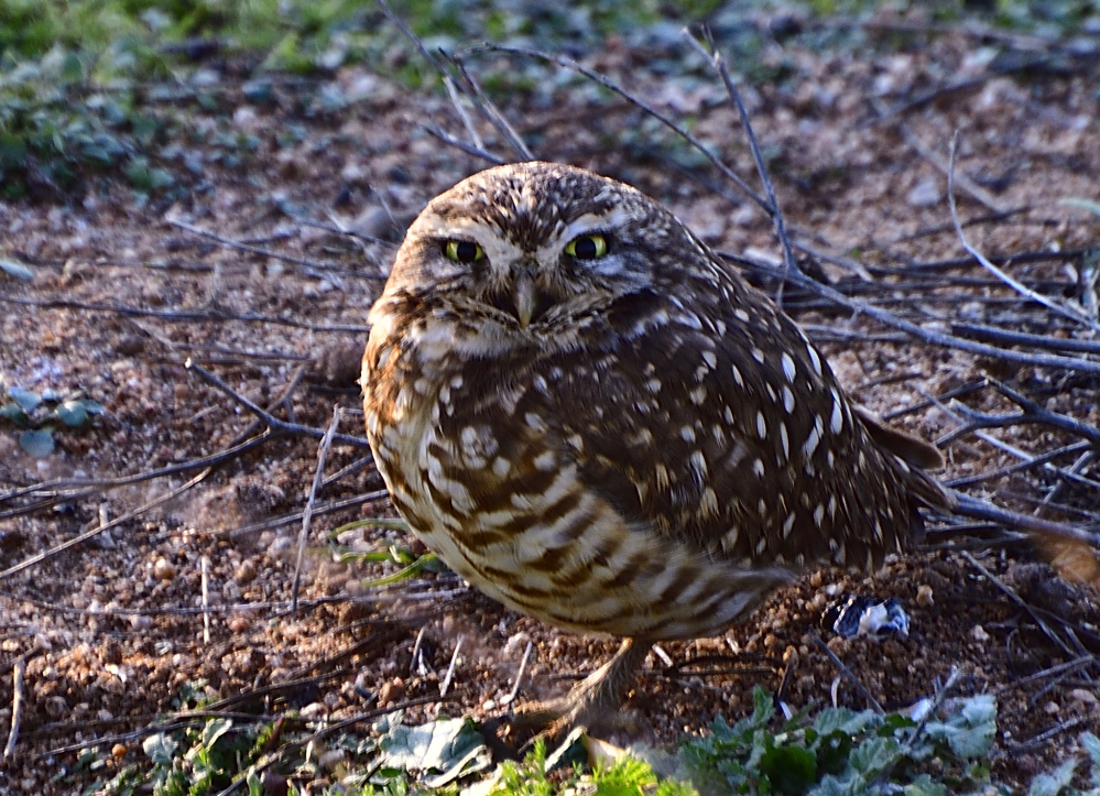 _ROY4394_00001.jpg