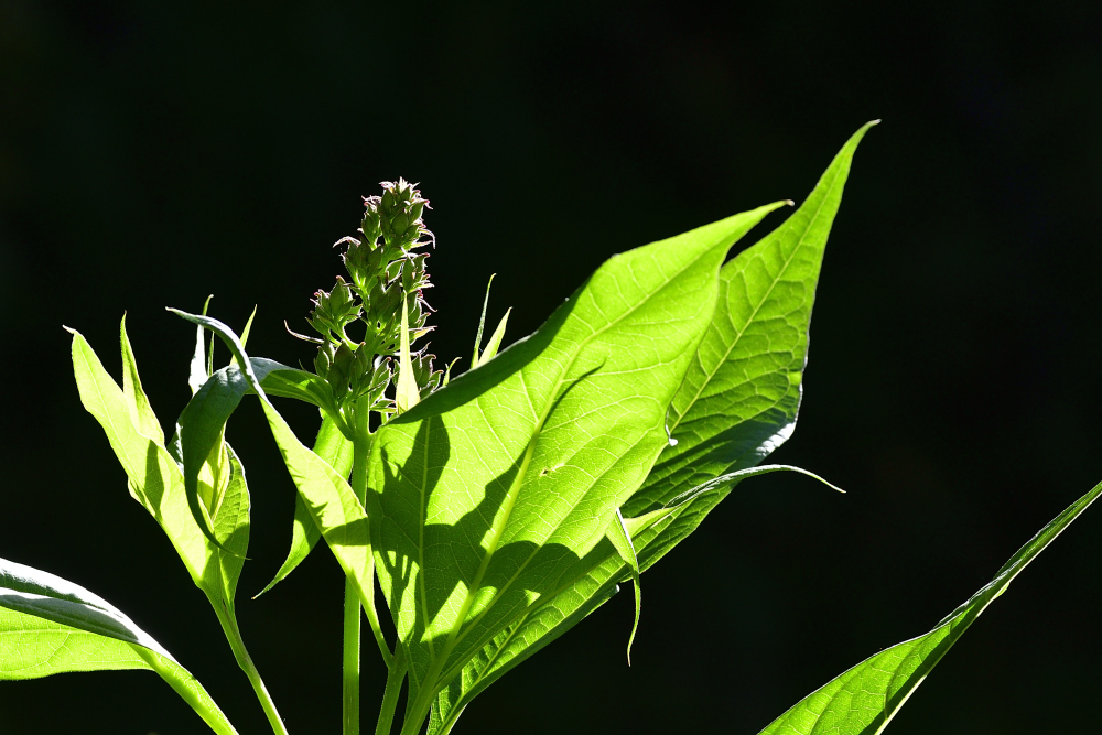_ROY4399_00001.jpg