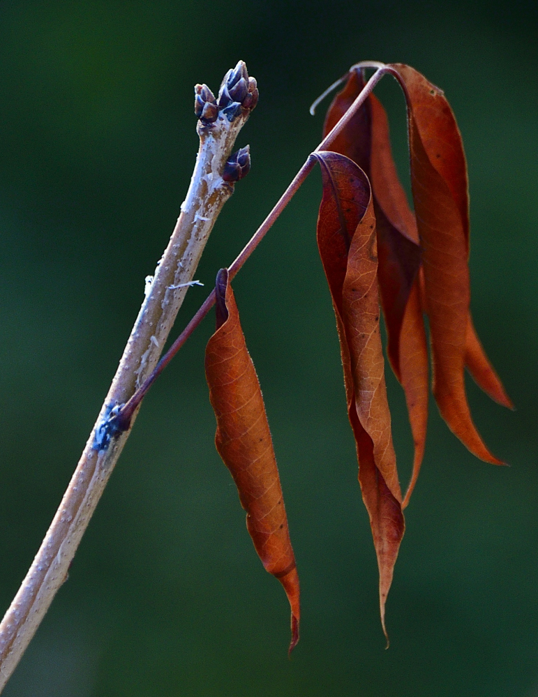 _ROY4432_00001.jpg