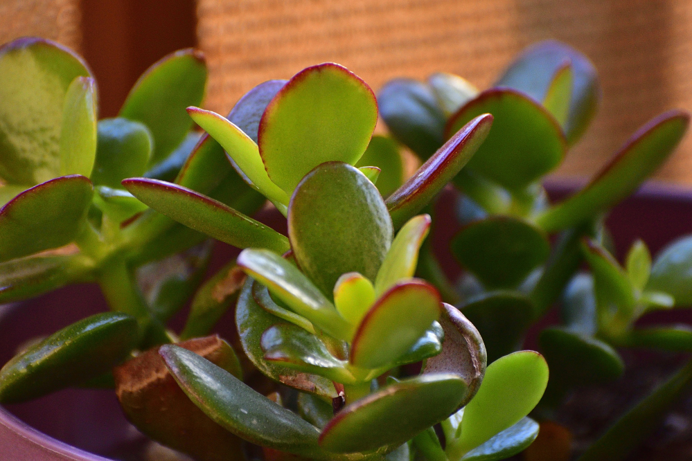 _ROY4439_00001.jpg