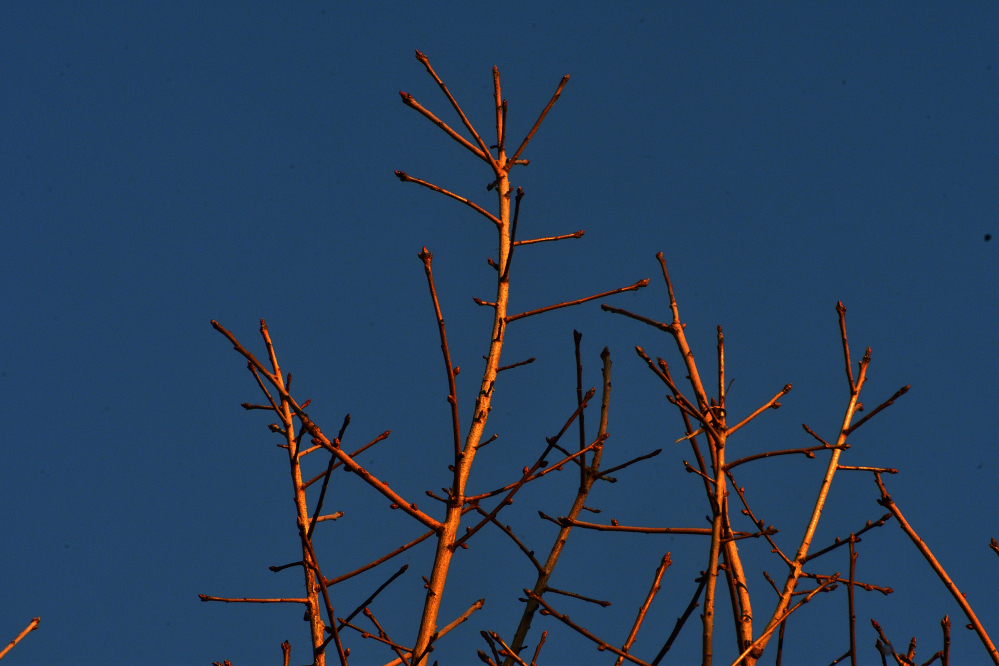 _ROY4441_00001.jpg