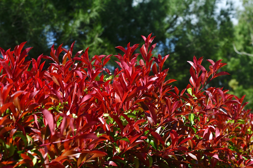_ROY4460_00001_01.jpg