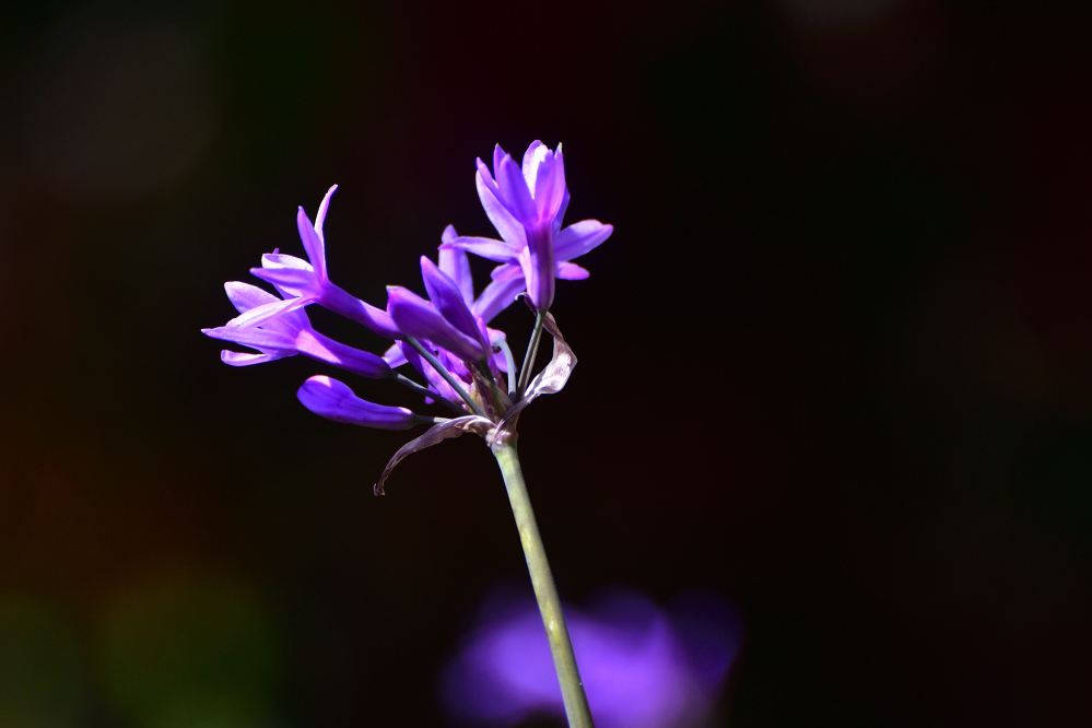 _ROY4464_00001.jpg