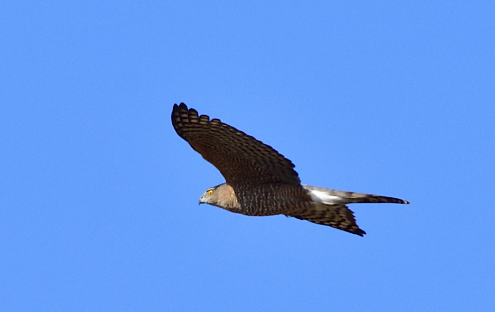 _ROY4473_00001.jpg