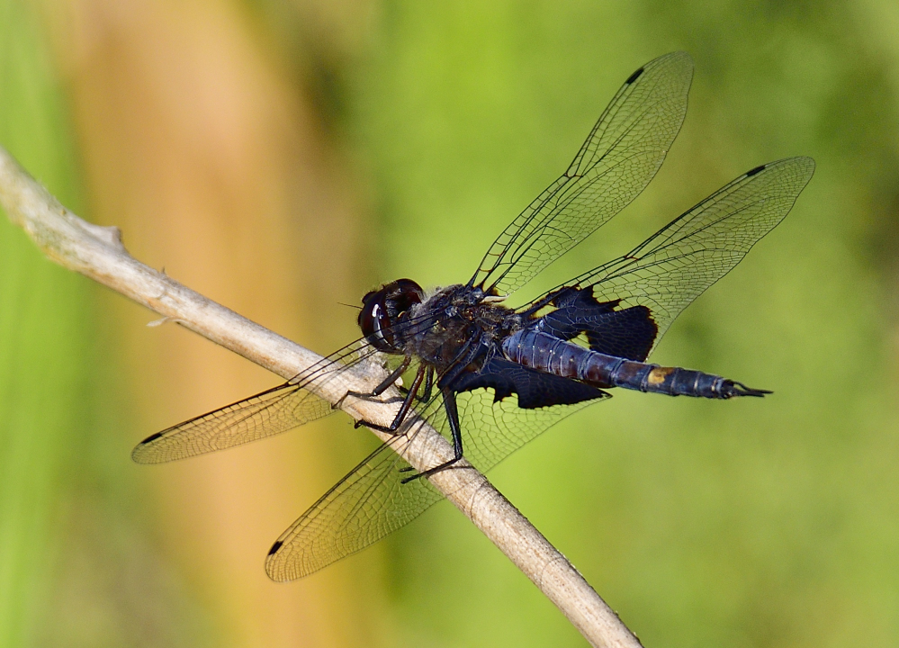 _ROY4497_00001.jpg