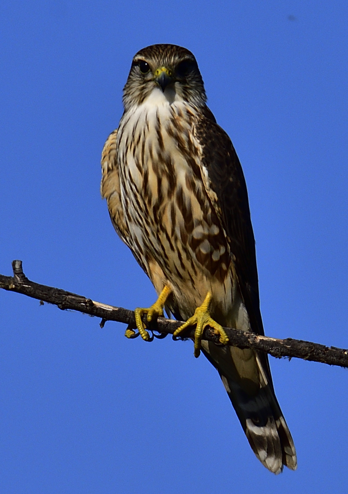 _ROY4512_00002.jpg