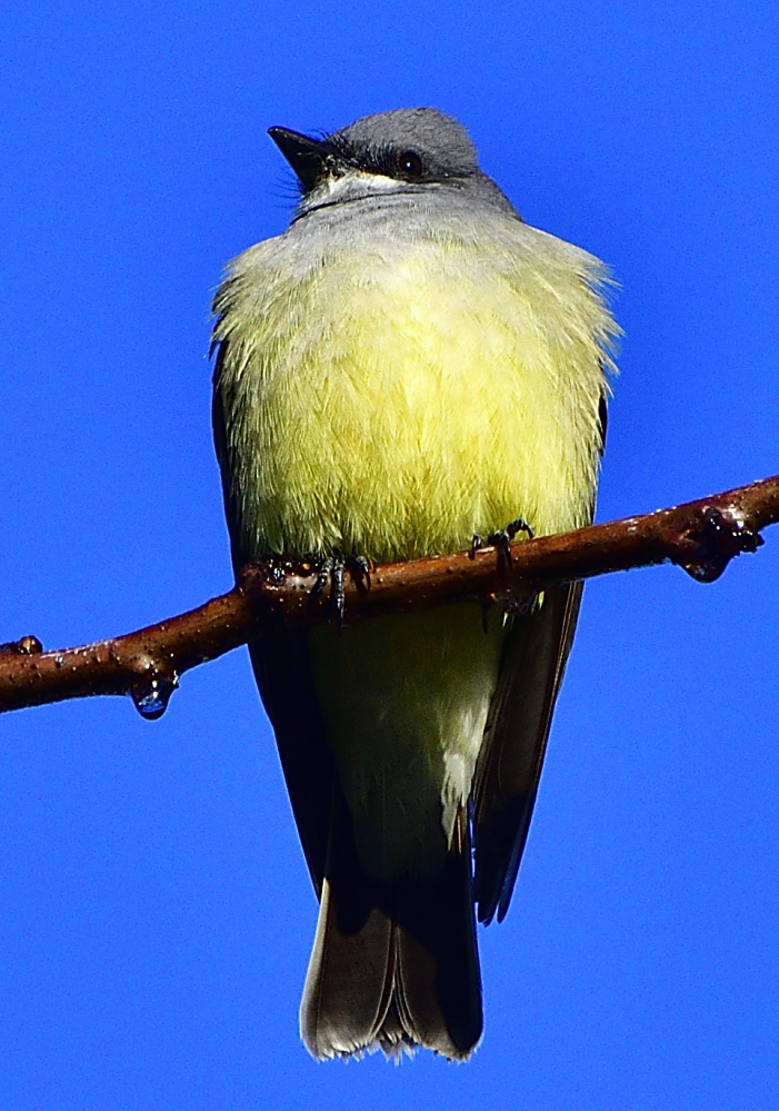 _ROY4524_00001.jpg