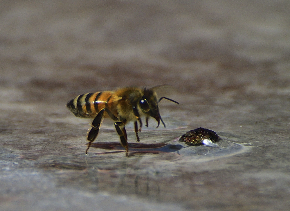 _ROY4536_00001.jpg