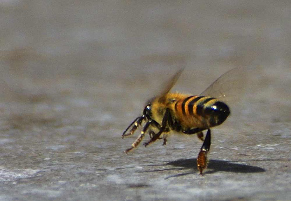 _ROY4551_00001.jpg
