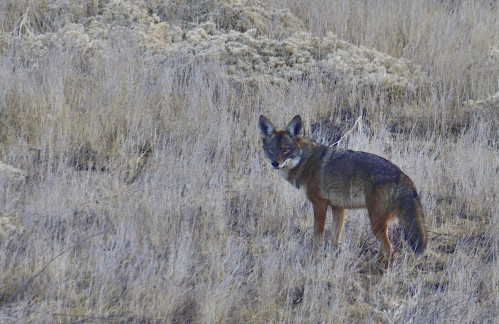 _ROY4566_00001.jpg