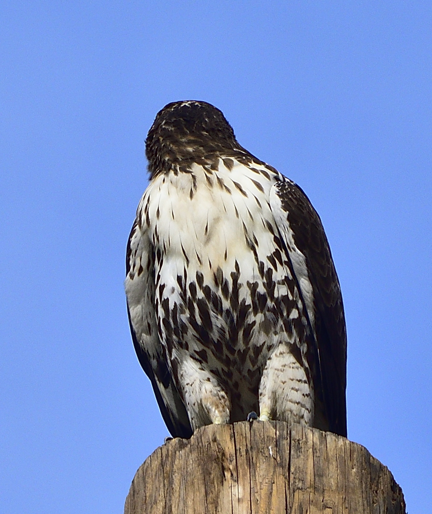 _ROY4582_01.jpg