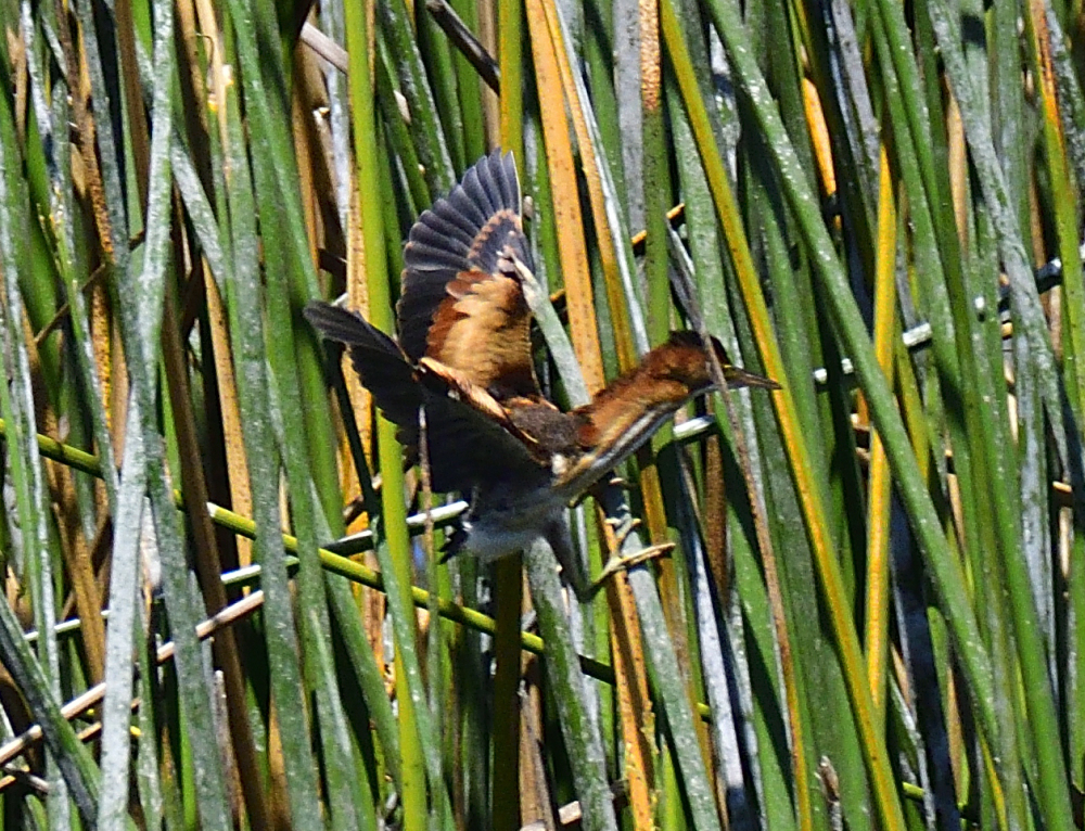 _ROY4592_00001.jpg