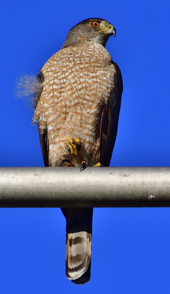 _ROY4636_02.jpg
