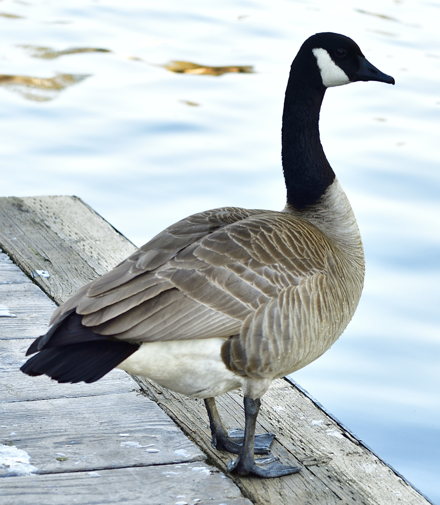 _ROY4637_00001.jpg