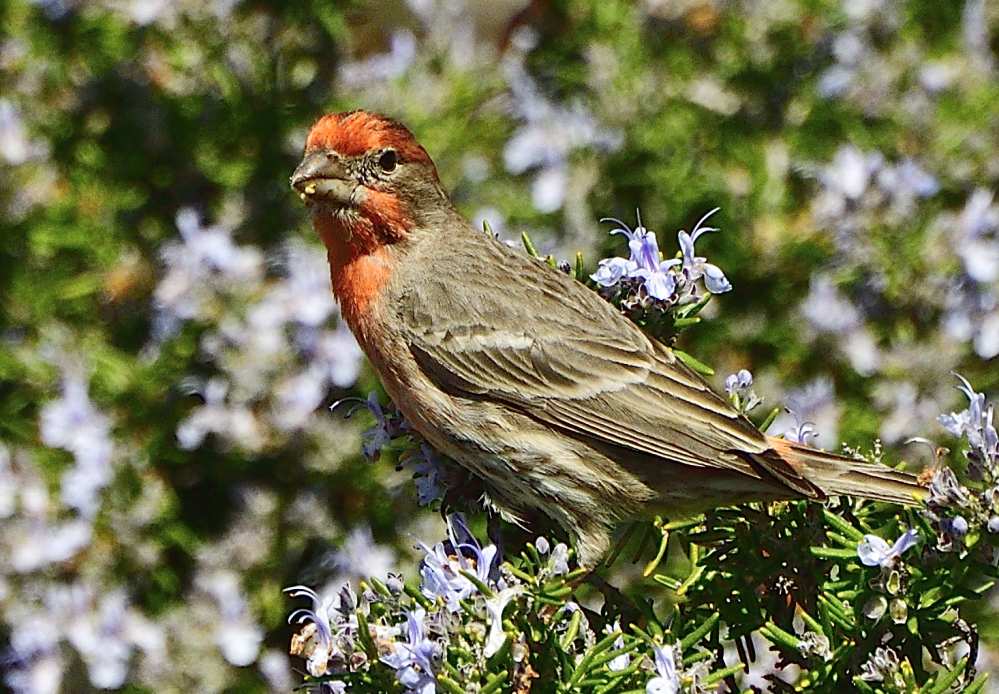 _ROY4652_00001.jpg