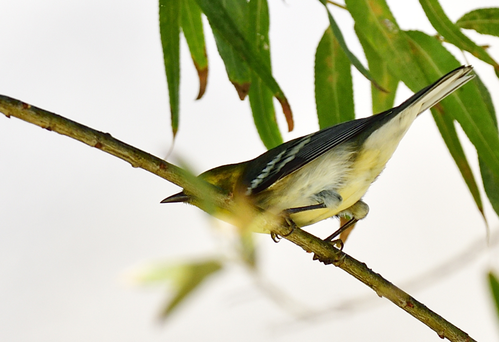 _ROY4652_00001_01.jpg