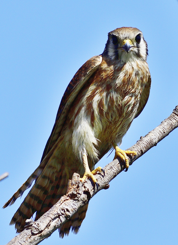 _ROY4675_00001.jpg