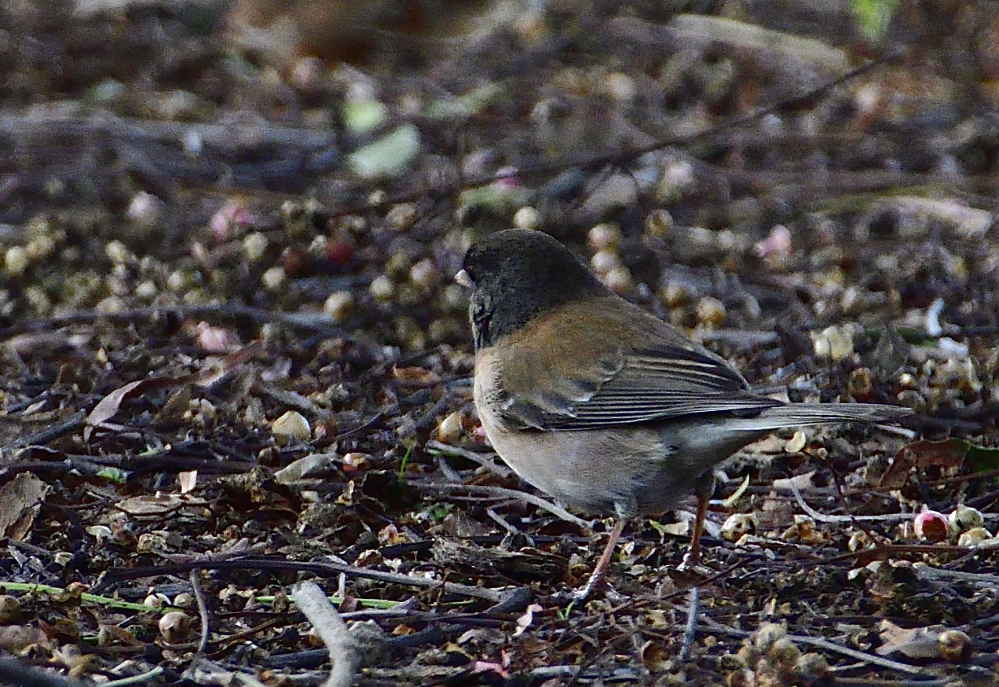 _ROY4753_00001.jpg
