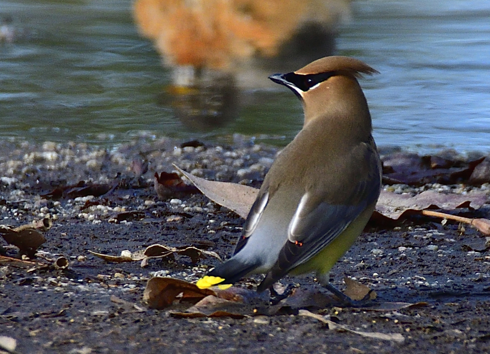 _ROY4886_00001.jpg