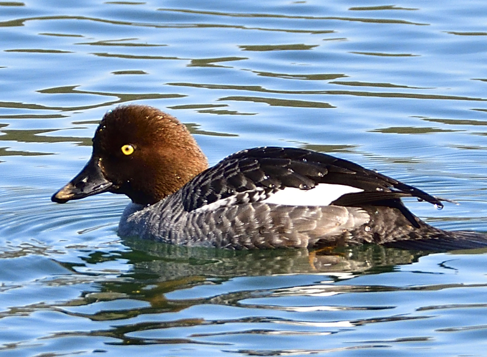 _ROY4907_00001.jpg