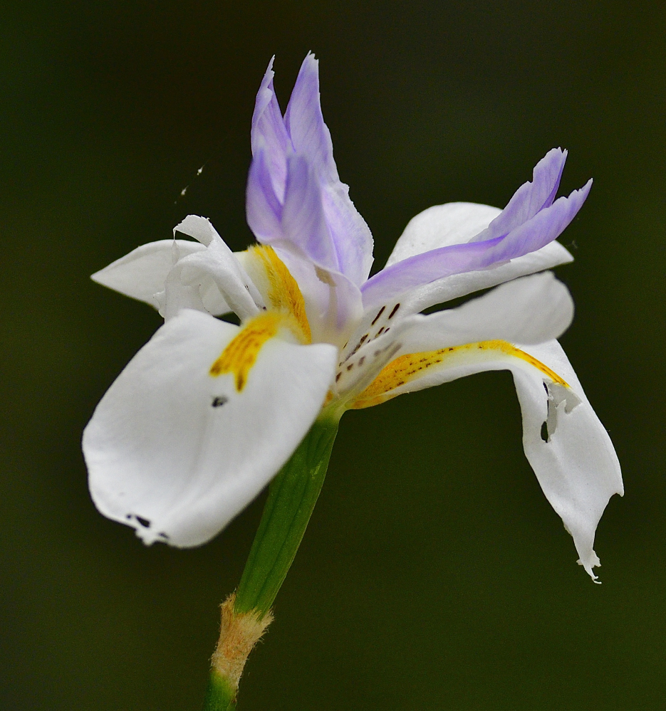 _ROY4933_00001.jpg