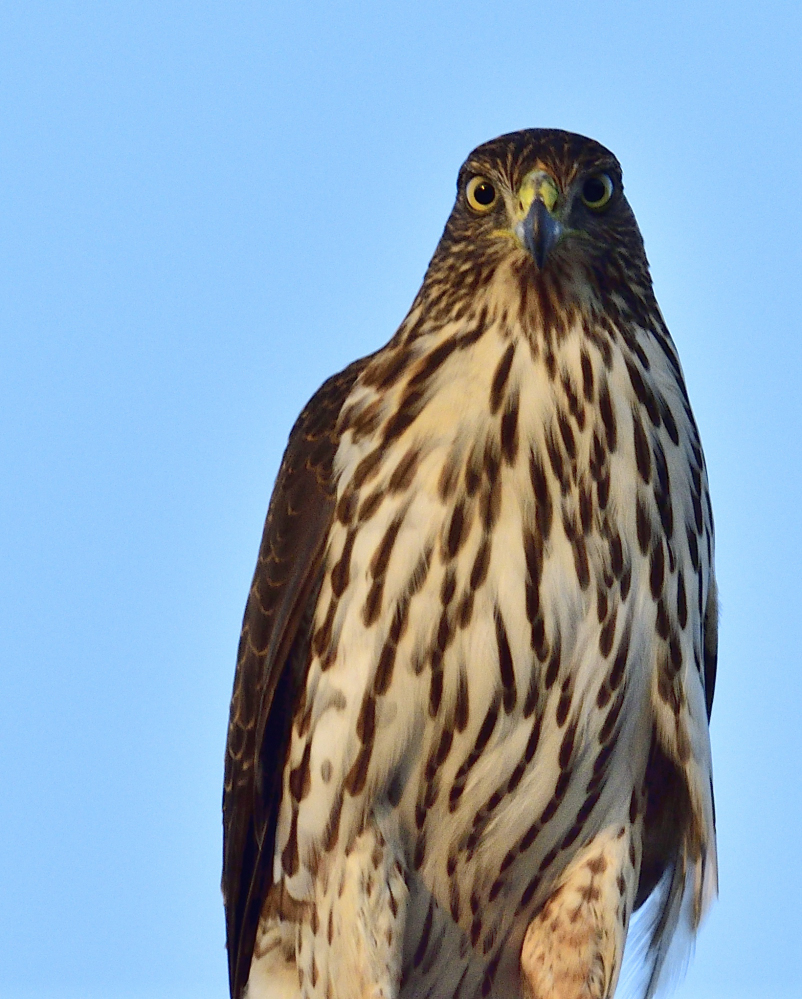 _ROY4942_00001.jpg
