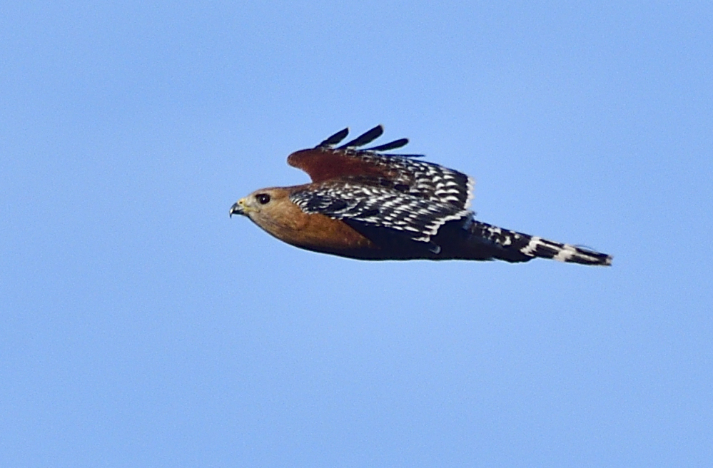 _ROY4942_00001.jpg