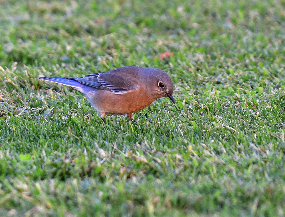 _ROY4961_00001.jpg