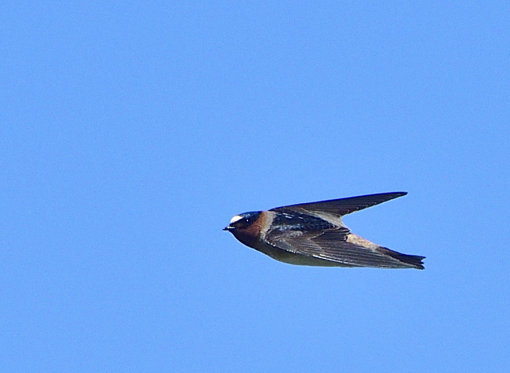 _ROY4964_00001.jpg