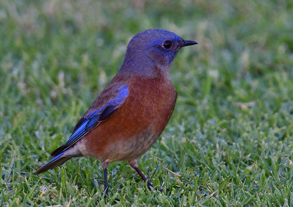 _ROY4972_00001.jpg