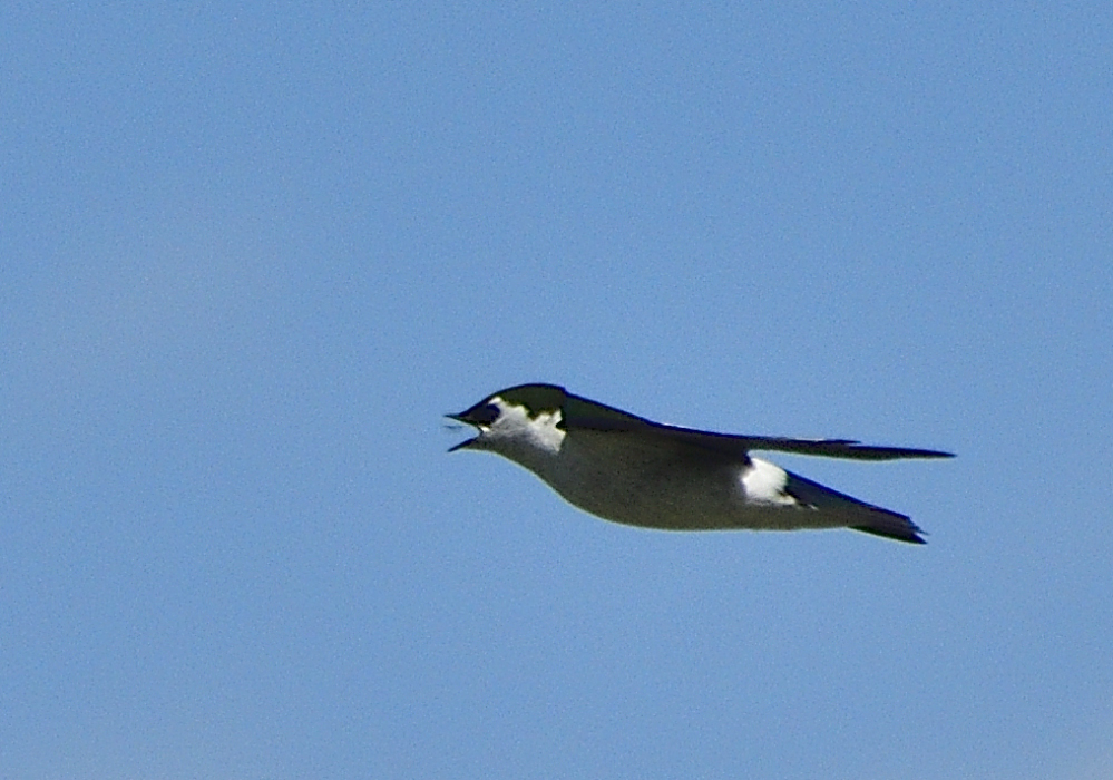 _ROY4986_00001.jpg
