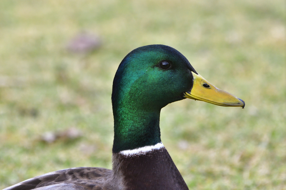 _ROY5039_00001.jpg