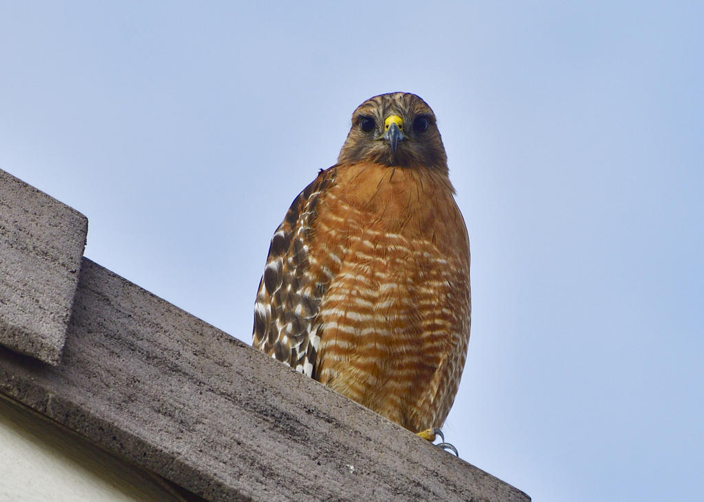 _ROY5060_01.jpg
