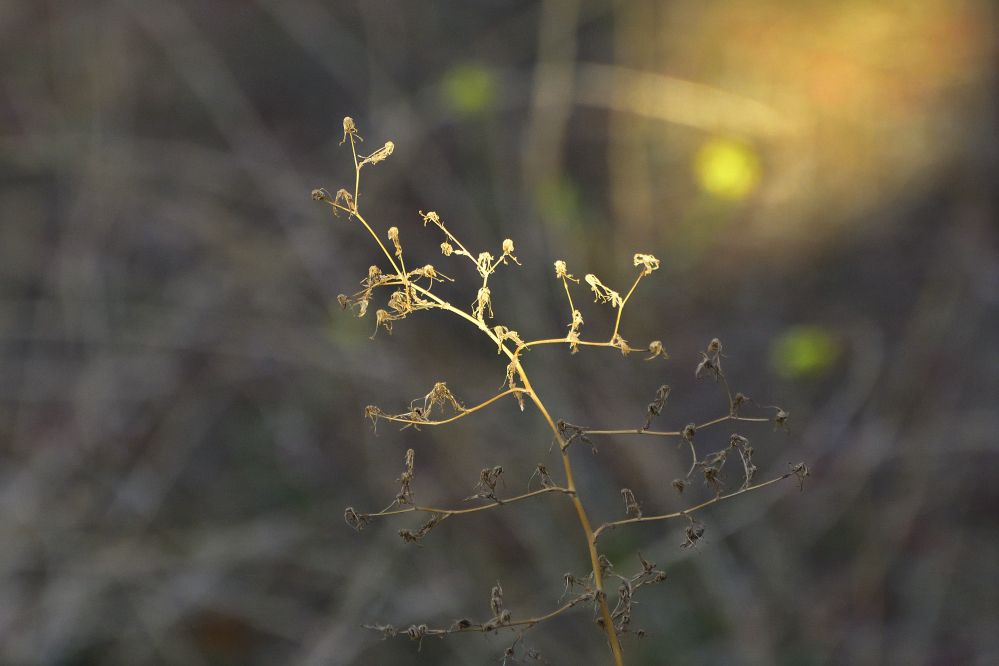 _ROY5093_00001.jpg