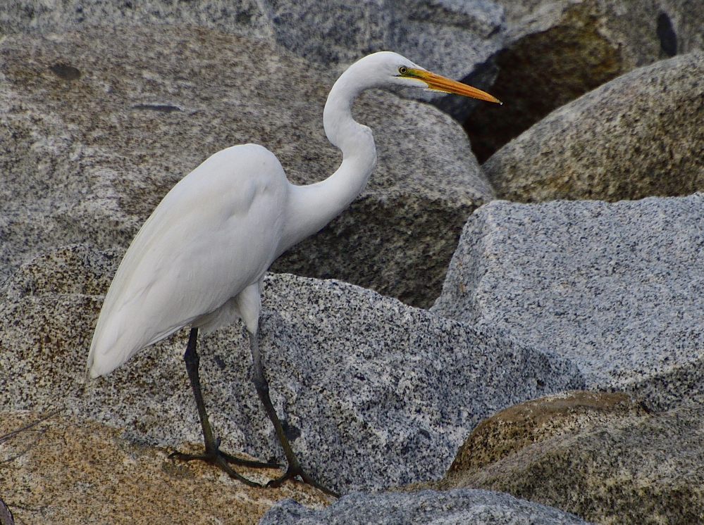 _ROY5128_00001.jpg