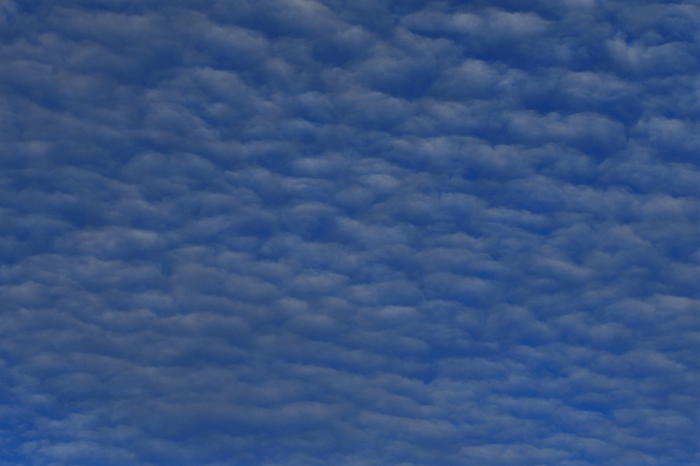 _ROY5131_00001.jpg