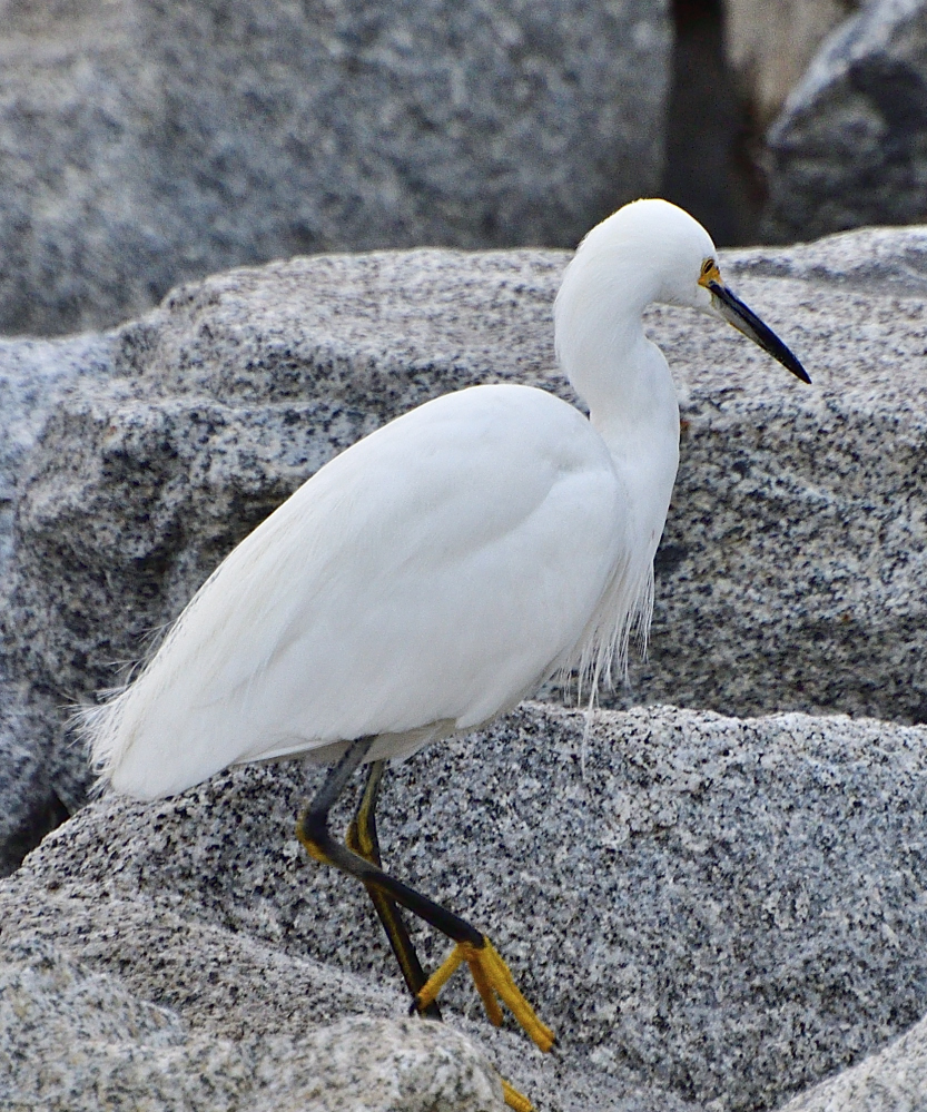 _ROY5138_00001.jpg