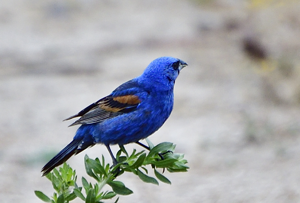 _ROY5167.jpg