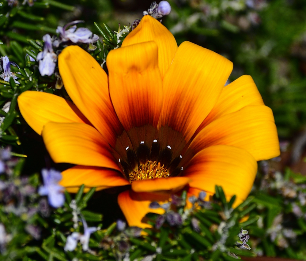 _ROY5176_00001.jpg