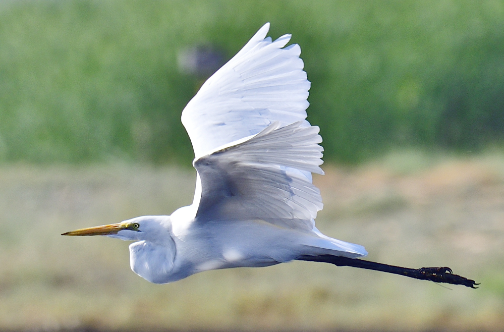 _ROY5246_00001.jpg