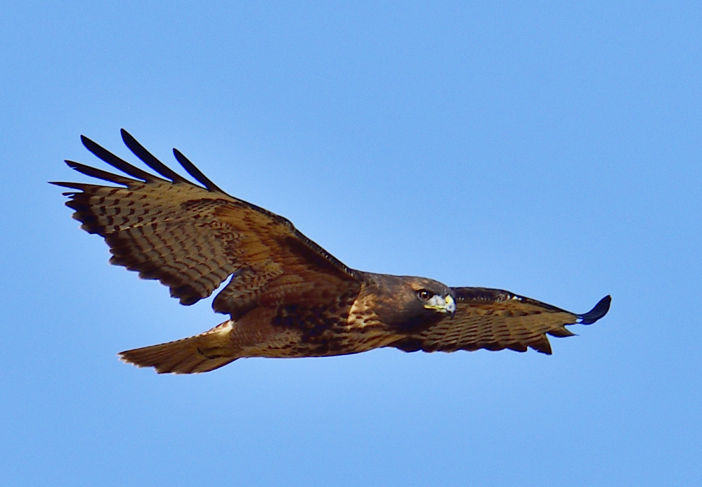 _ROY5264_00001.jpg