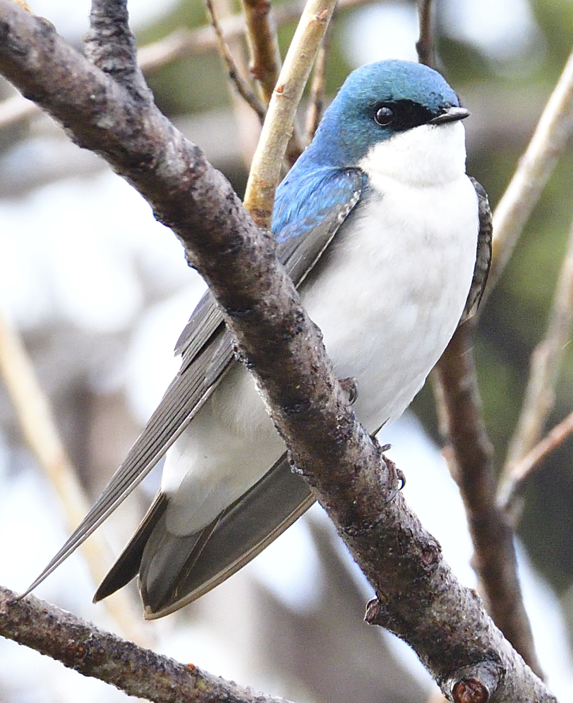 _ROY5360_00001.jpg