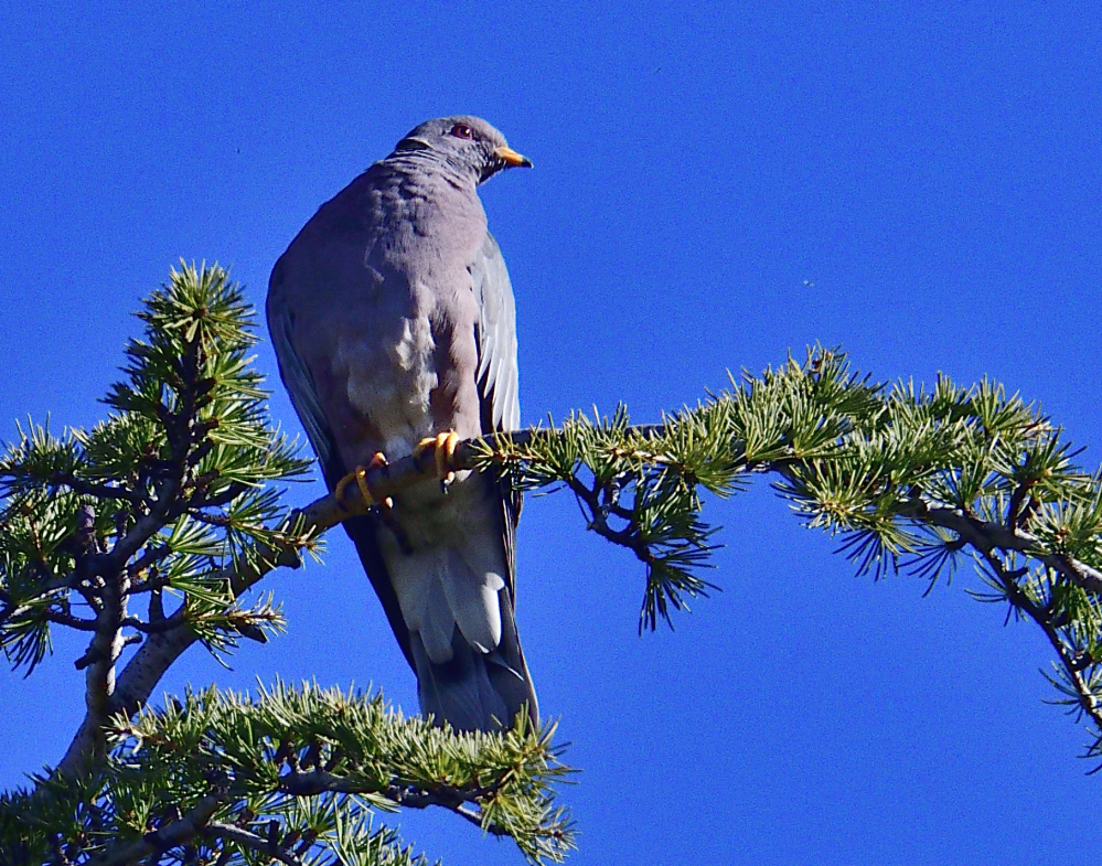 _ROY5362_00001.jpg