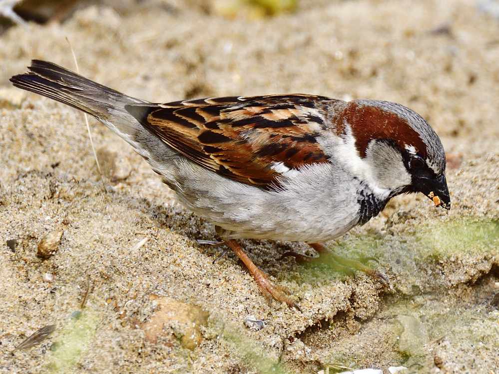 _ROY5377_01.jpg