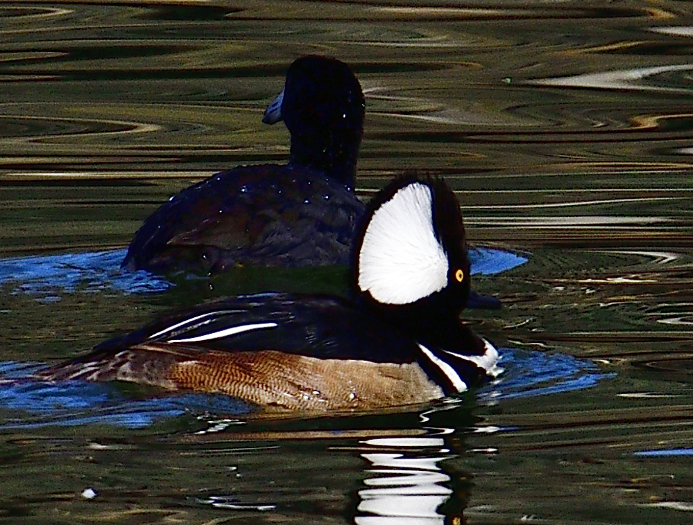 _ROY5387_00001.jpg