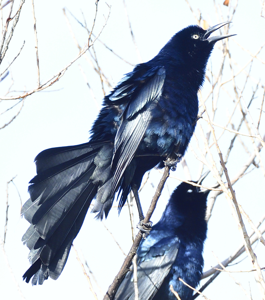 _ROY5388_00001.jpg