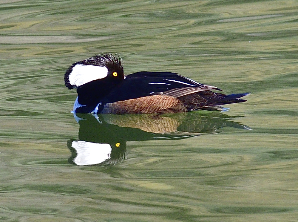 _ROY5394_00001.jpg