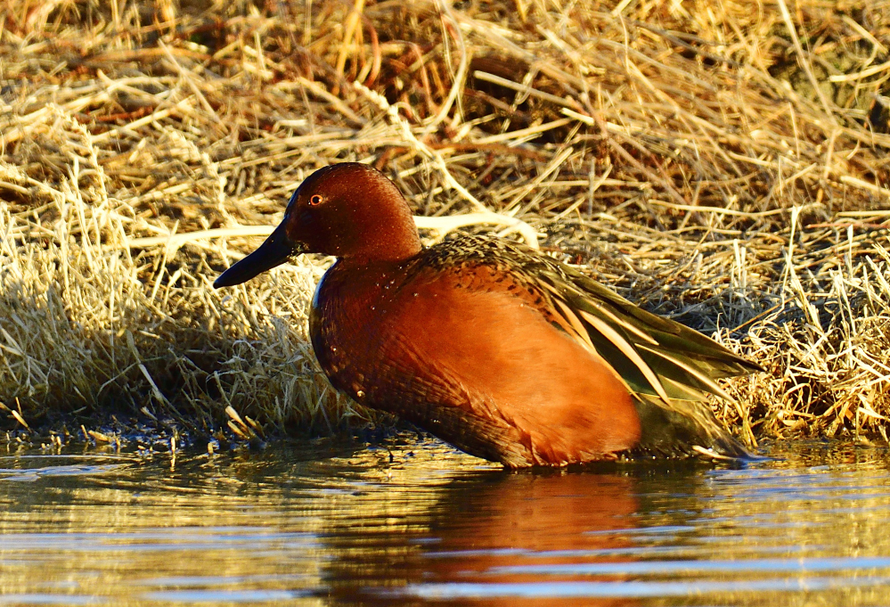 _ROY5396_00001.jpg