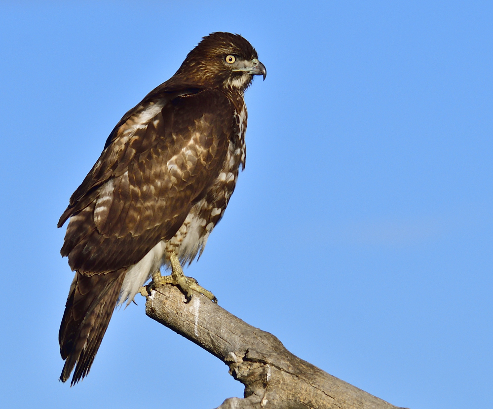 _ROY5496_00001.jpg